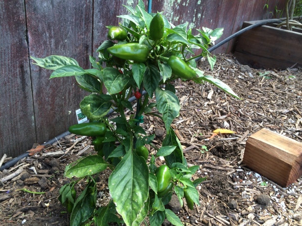 Fresno chilies growing in my yard